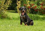 BEAUCERON - PUPPIES 294